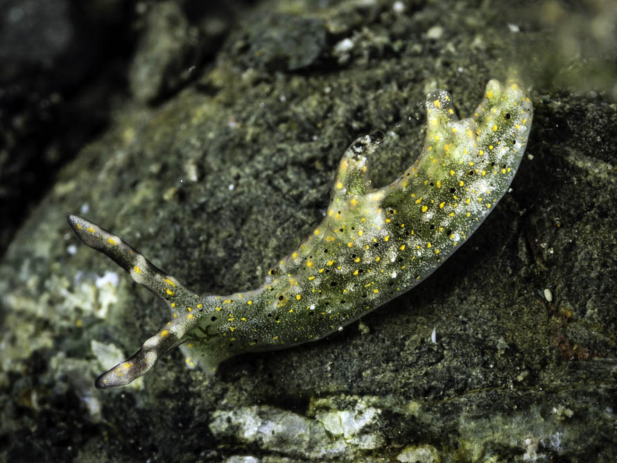 Elysia cf trilobata